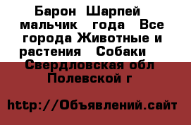 Барон (Шарпей), мальчик 3 года - Все города Животные и растения » Собаки   . Свердловская обл.,Полевской г.